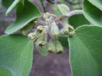 Cordia pilosissima fl-t.JPG